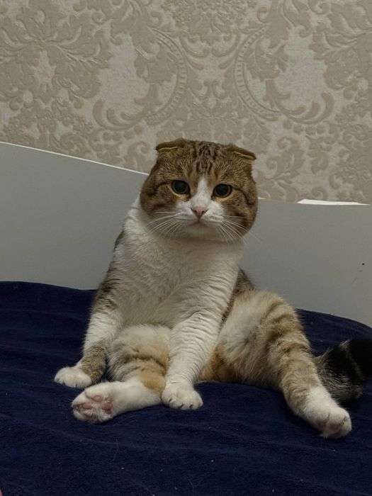 Отдам кота в добрые руки