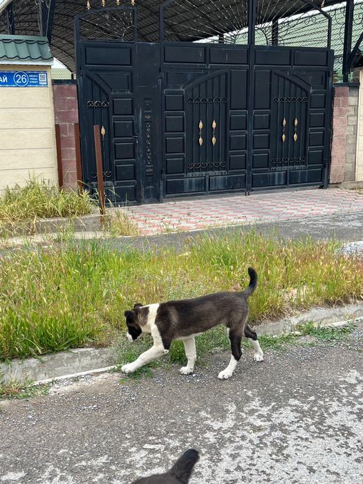 Собака пес алабай