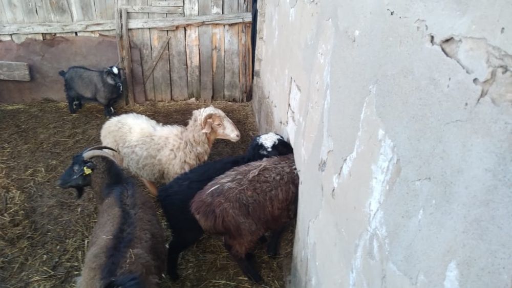 Қой қозы,ешкі лақ.