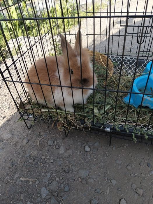 Кролик красивый мальчик