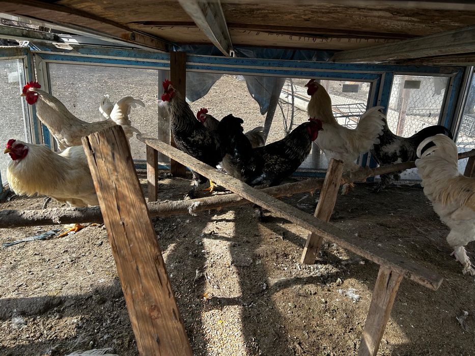 Продается петухи