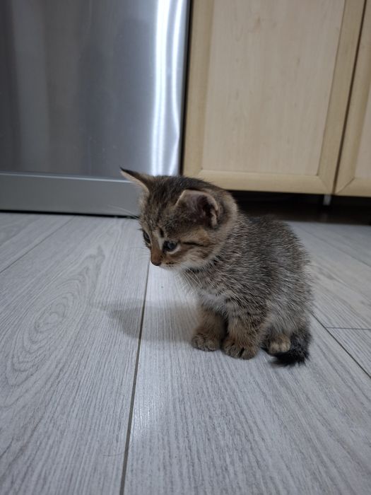Милые котята даром