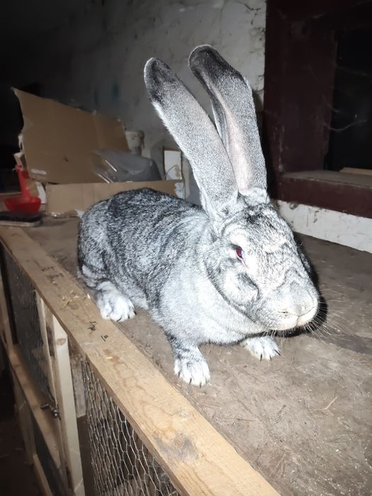 Femele Uriaș German Chinchila