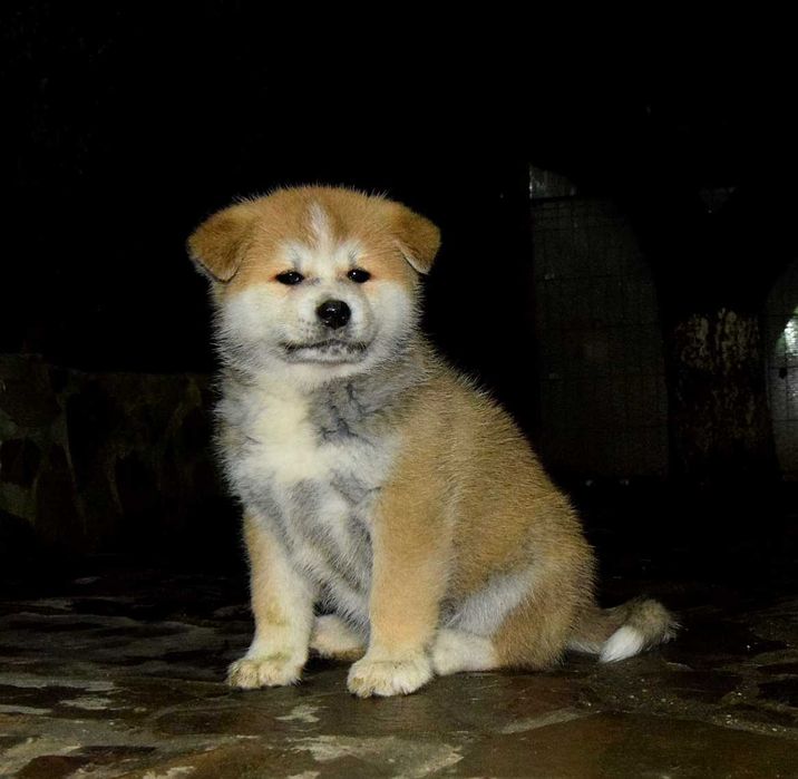 Pui Akita inu, părinți multipli campioni