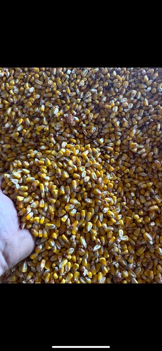 Vand porumb ( graunte ) boabe 2025