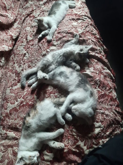 Отдам котят в добрые руки