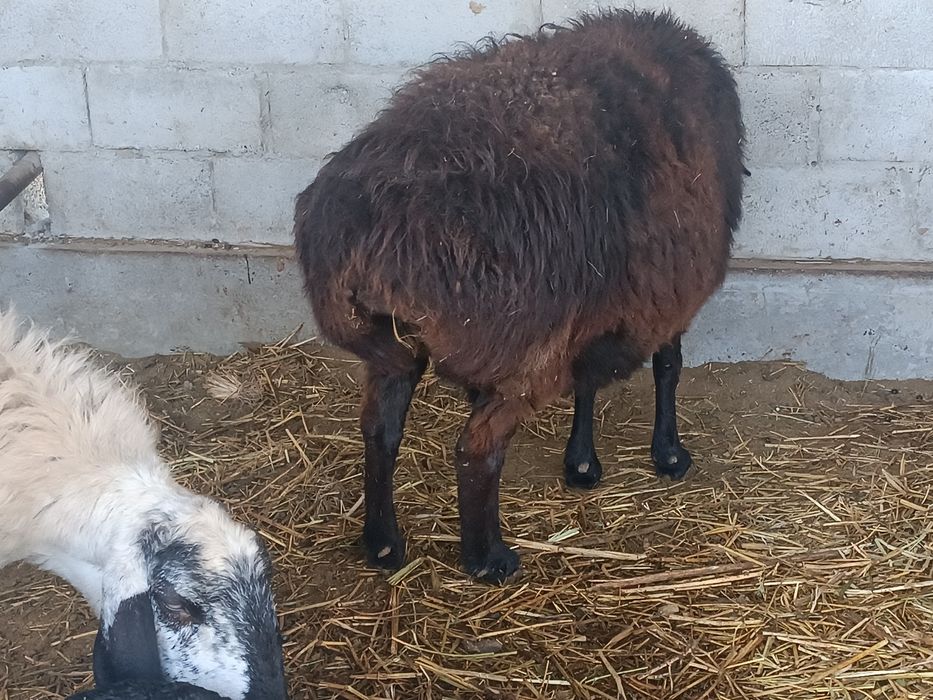 Yirik buğõz qõy sotiladi