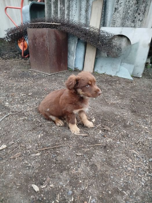 Подарю двух красивых щенков девочек.