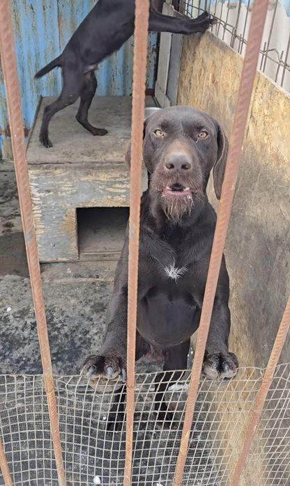 Дратхаар кабель 2,5 года