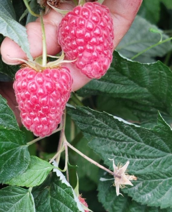 Продам саженцы малины карамелька