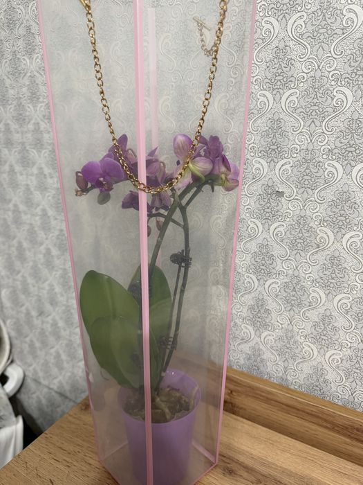 Домашний цветок Орхидея