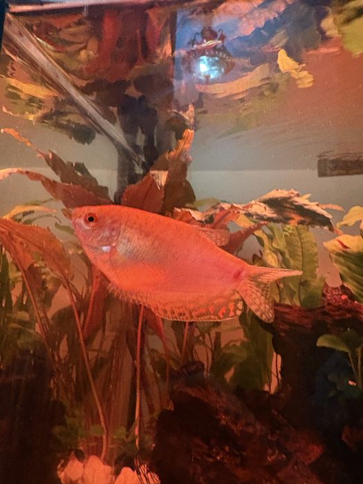 рыбка гурами золотистая