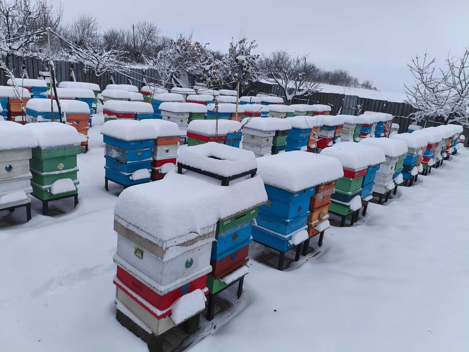 Отводки пчелни        .