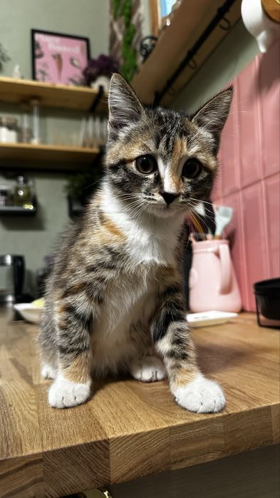 Котенок девочка, примерно 3месяца в добрые руки.
