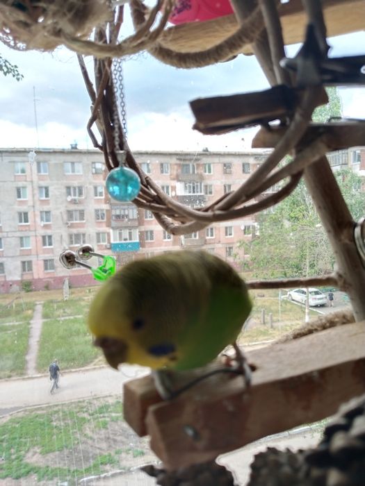 Мальчик ждёт девочку для случки