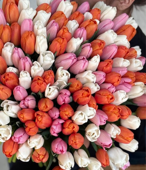 Тюльпаны голандские