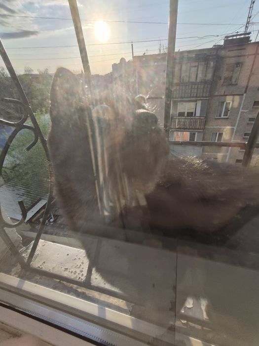 Котятки ищем добрые руки