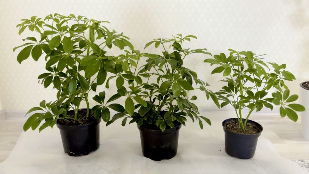 Цветы  гүлдер сатылады