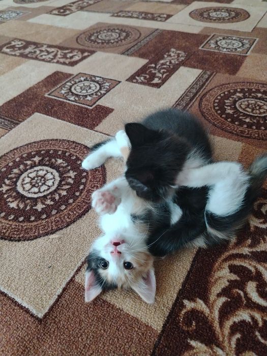 Отдам котят в добрые руки