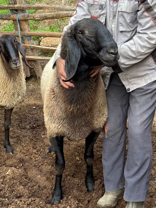 Овен плевенски черноглав