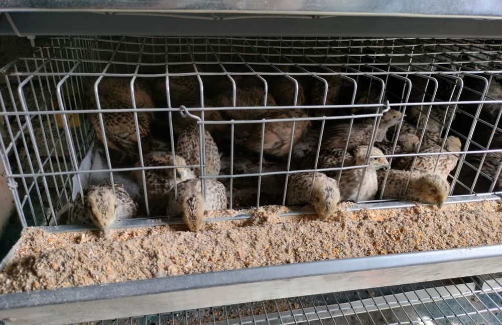 Prepelite ouatoare vârstă peste 6 saptamani