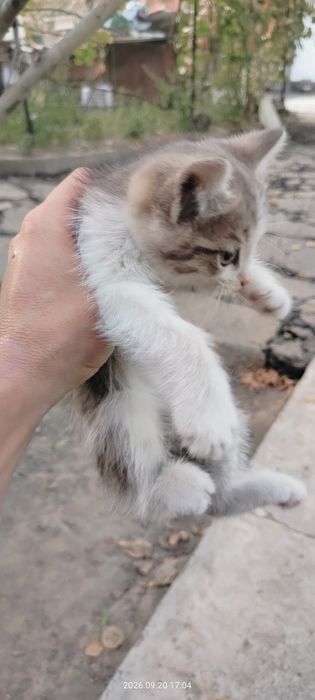 Отдам котят в хорошие руки