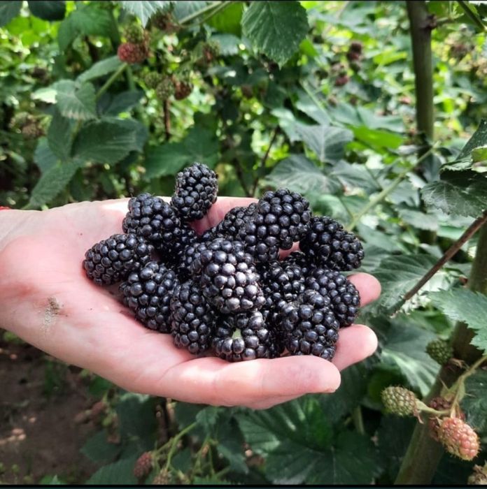 Продам кусты ежемалины.