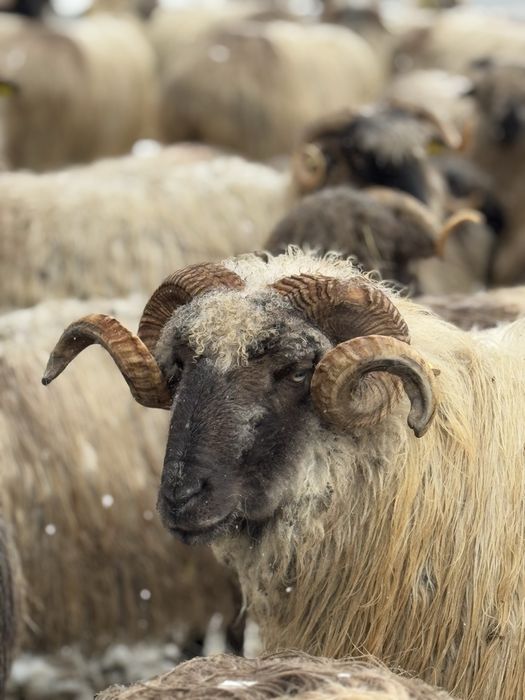 Vand berbeci sau schimb