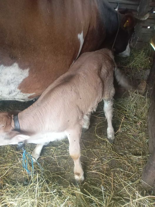 Vițelușă e vânzare vârstă 7 săptămâni
