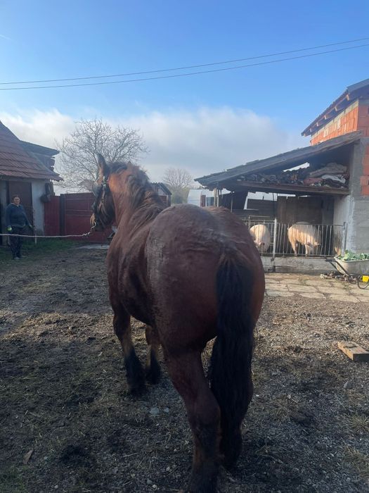 Vand mânz de 1 an si 7 luni