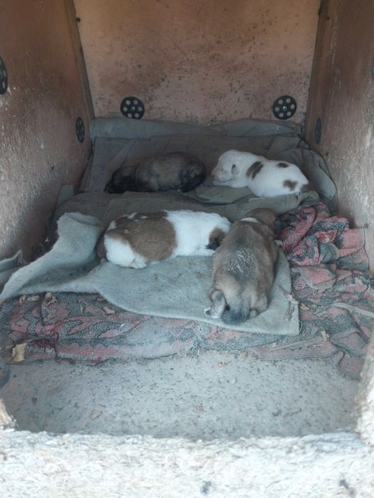 Отдам умных собак и кошек