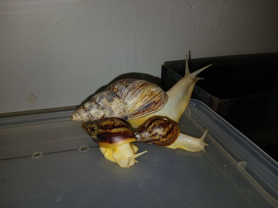 Аквариумистка животные