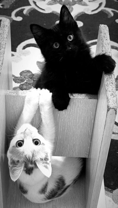 Отдам кошек в добрые руки