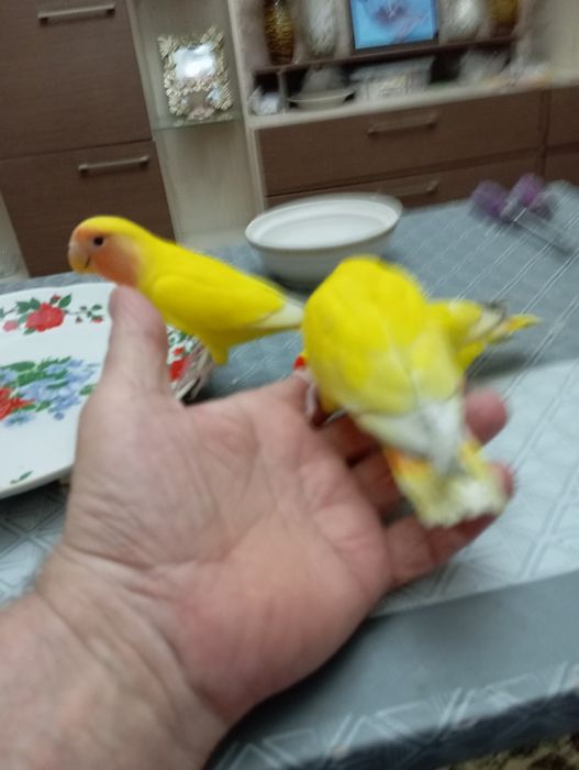Продаю ручных попугаев неразлучников