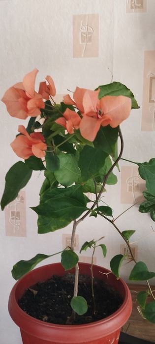 Бугенвиллия Замиокулькас- долларовое дерево