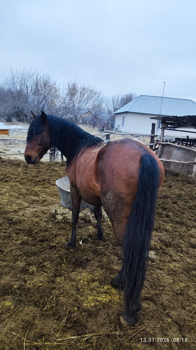 Айғыр сатам,продам жеребца