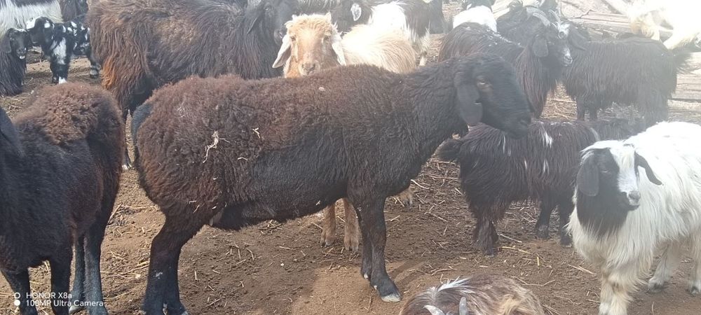 Койлар сатылады 4 млн, азгантай пайгазы бар, домашний