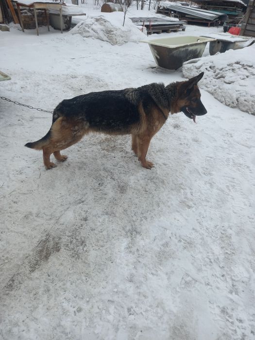 Продам Немецкую овчарку