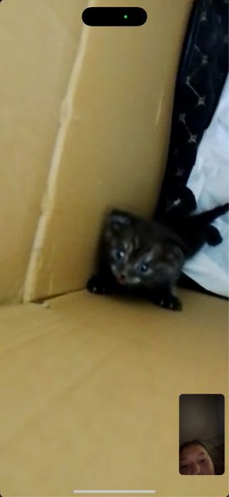 шотландская вислоухую Scottish Fold