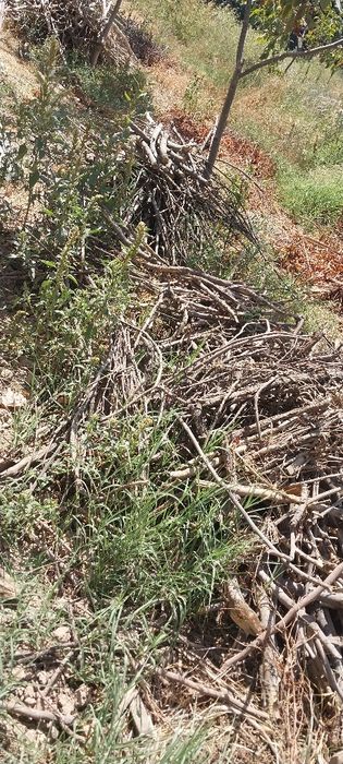 Утинлар.  Дрова.