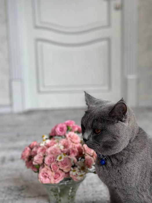 Skodish fold va strayd bolasi