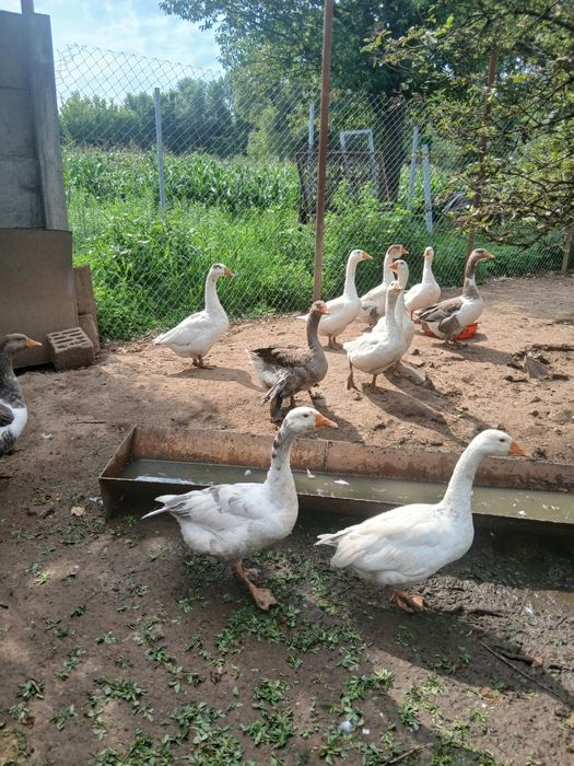 Oua de gasca de rata motate și rata muta pt incubat