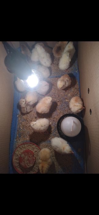 Продам цыплят домашних