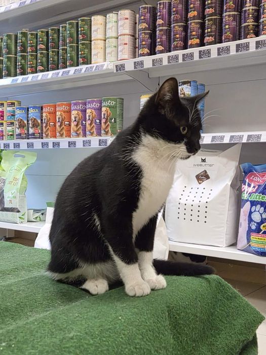 Сладко мъжко коте търси дом