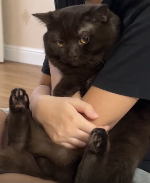 Кот ищет кошку для вязки