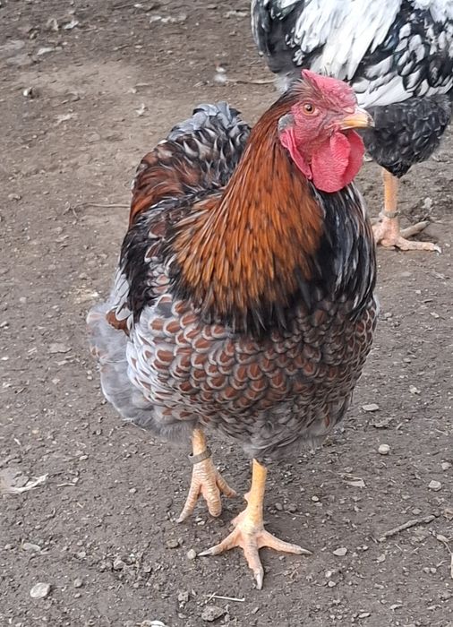 Vând cocos  Wyandotte