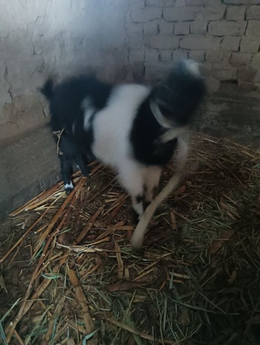 Теке (козёл) сатыларды