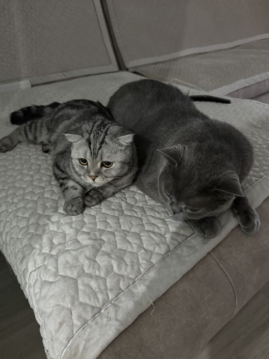 Передержка для котов