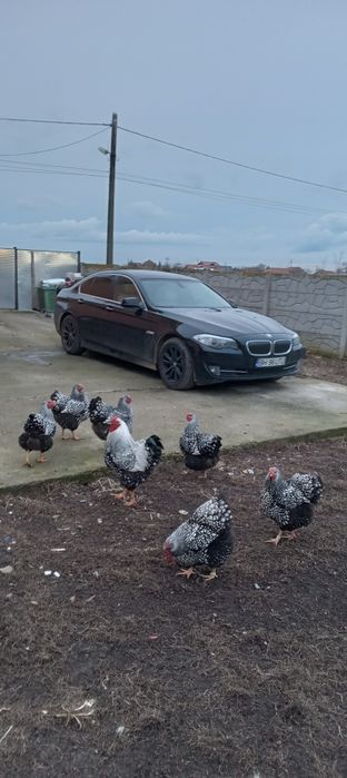 Vind ouă gaini de rasă Wiandotte argintiu  10 lei