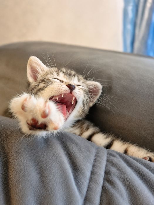 Отдам котят в хорошие руки